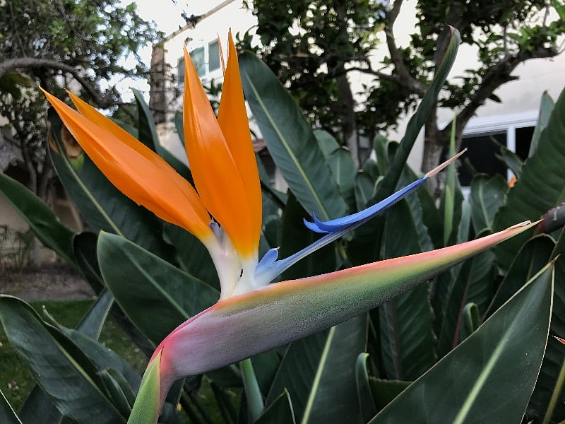 Birds of Paradise in common area garden