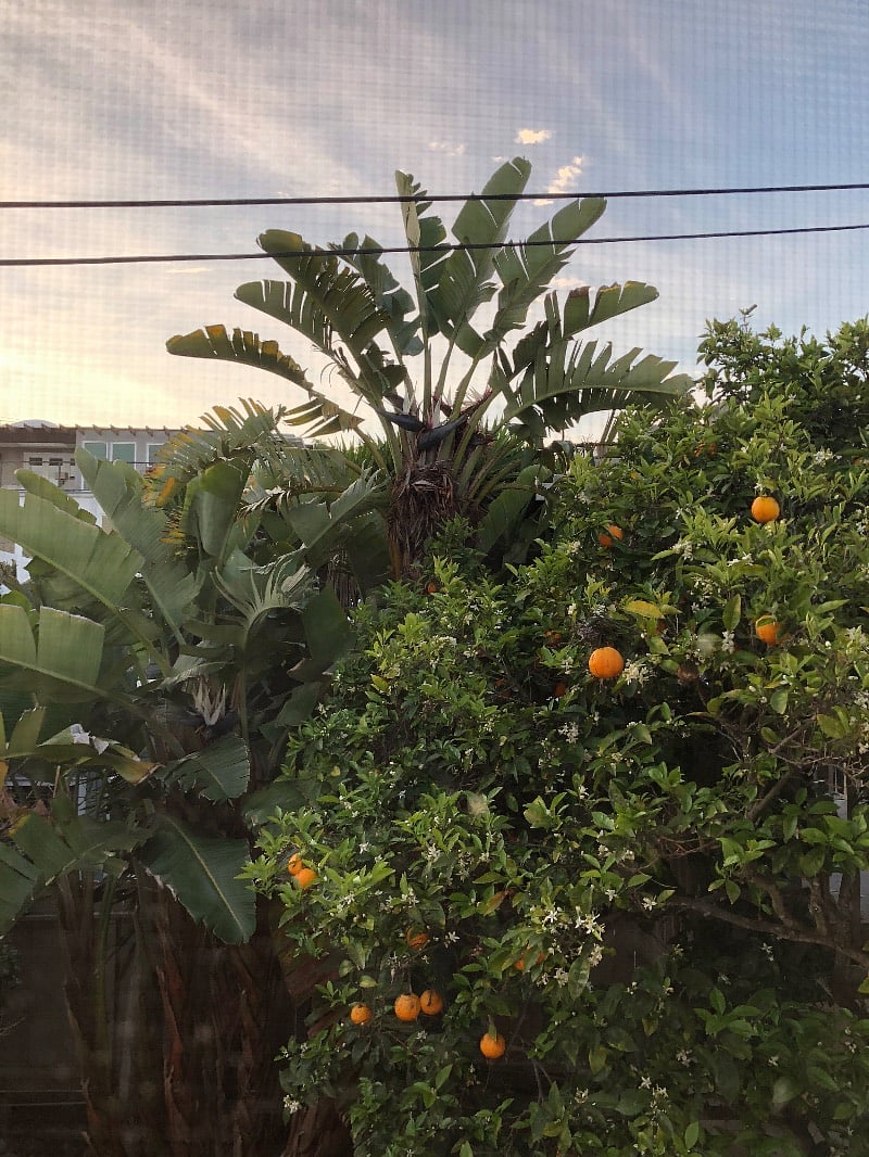 Orange Trees in common area garden