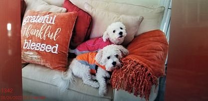 Dolce & Gucci, my sweet and loving dogs.