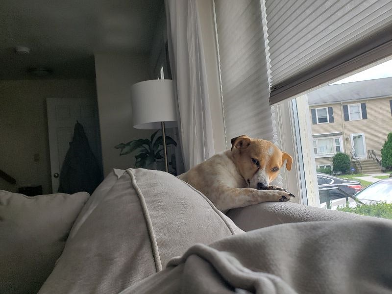 Small dog on premises