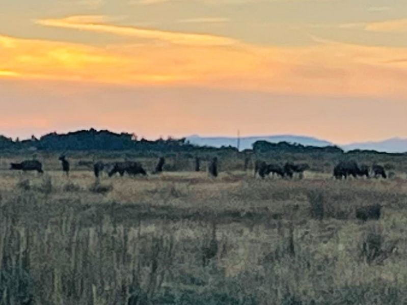 A herd of elk directly behind our house!
