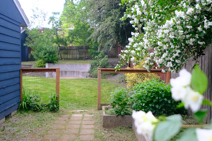 Side yard, garden space, currently growing mint