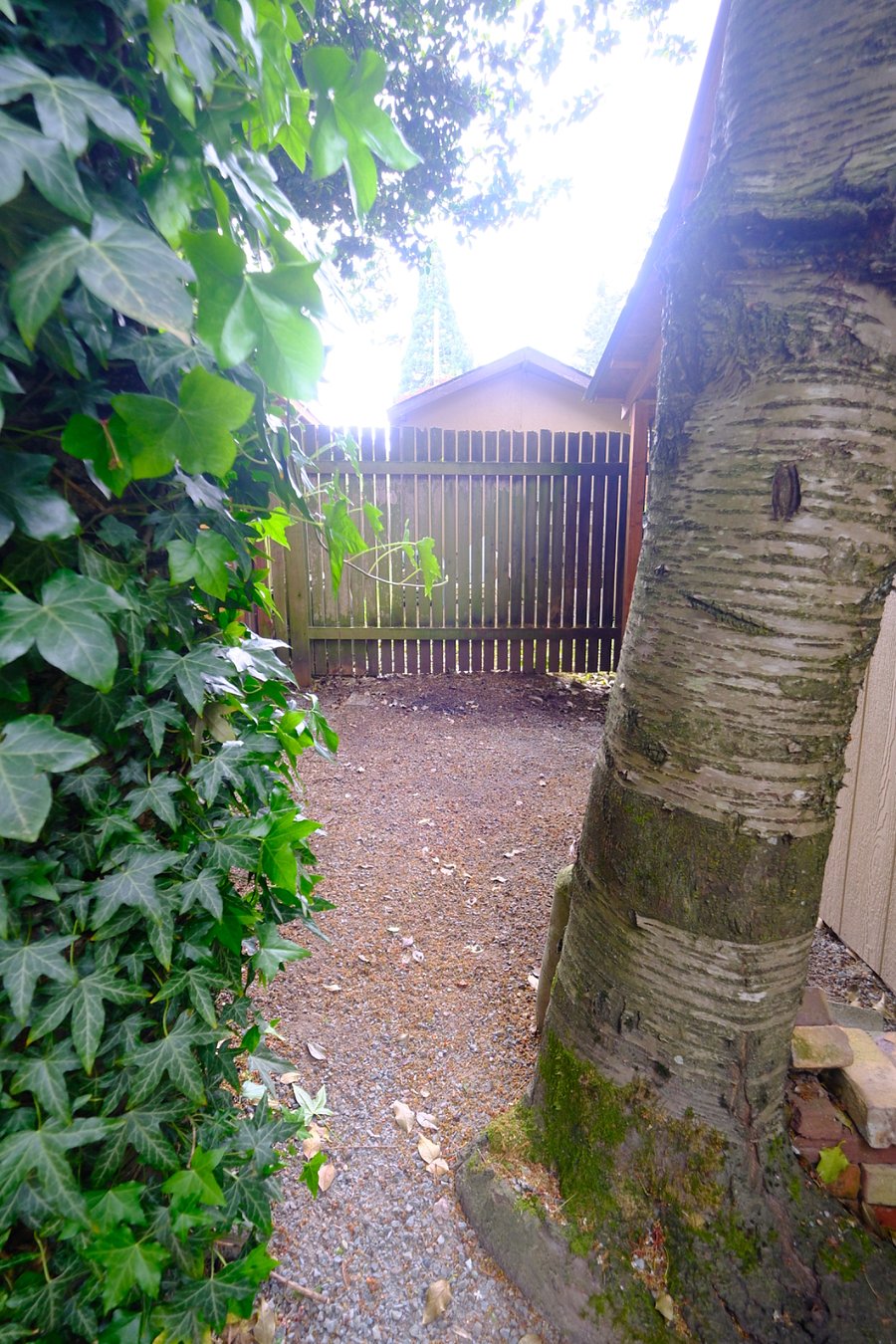 Left side of shed in the backyard
