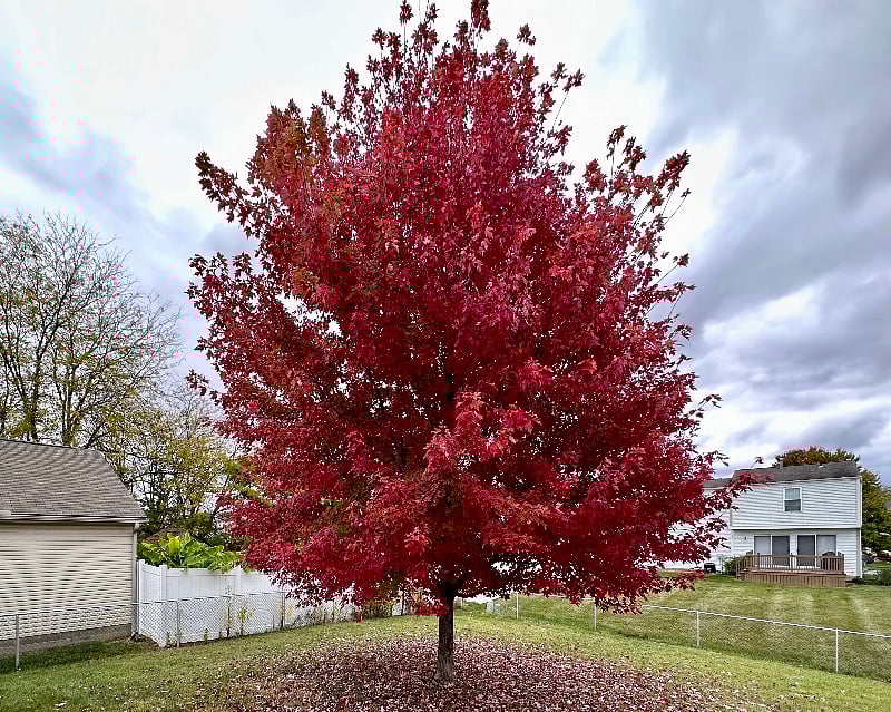 The Color of Fall