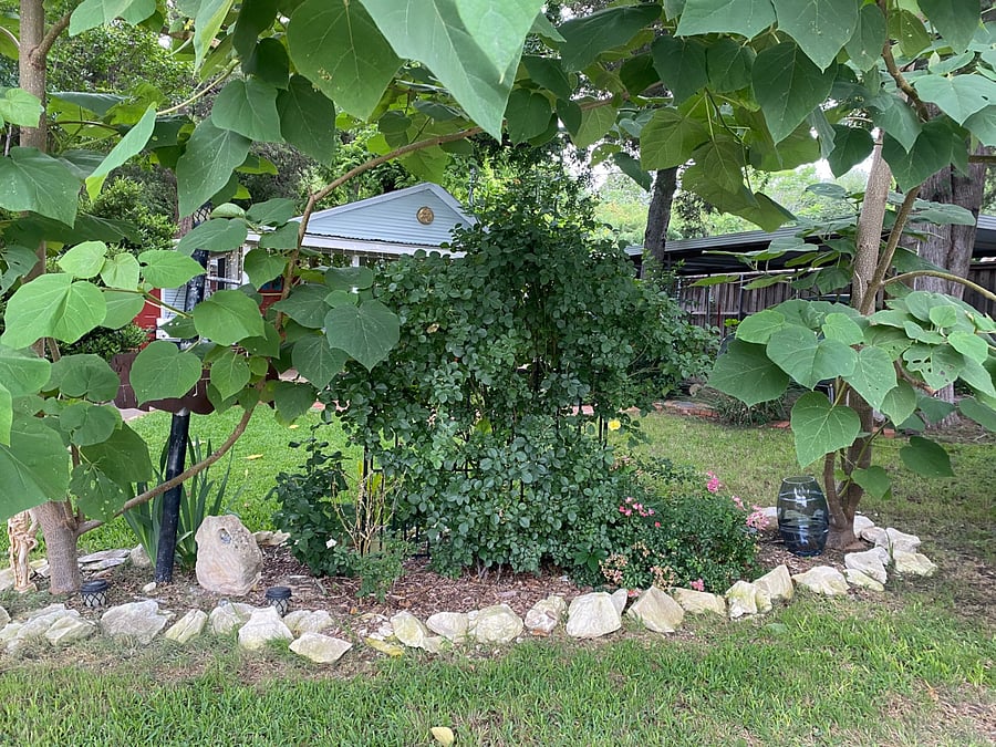 Garden beds in front of cottage to provide privacy 