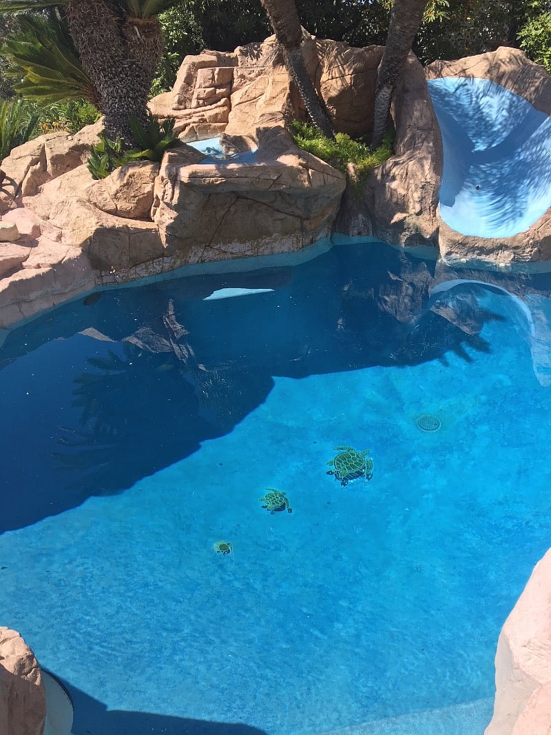 Turtles!! No need to go to Maui!!
