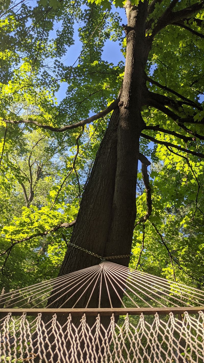 The view from one of the hammocks!