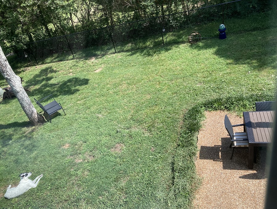 Relax and bird-watch in the backyard. Doggie not included :)
