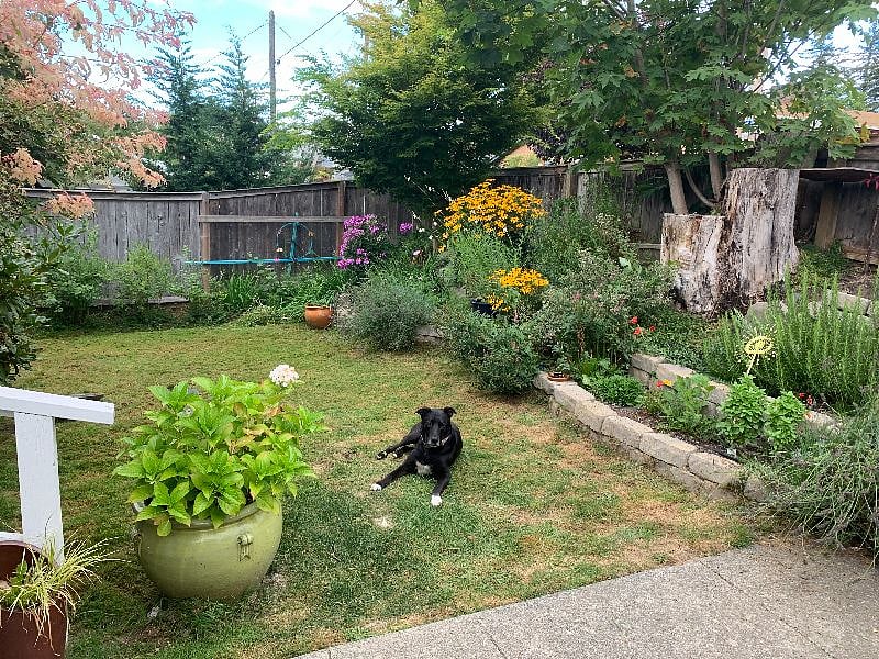 Front yard with Sadie