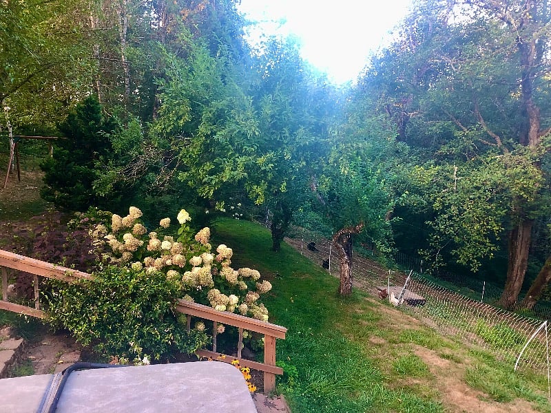 Backyard magic, chickens not included!
