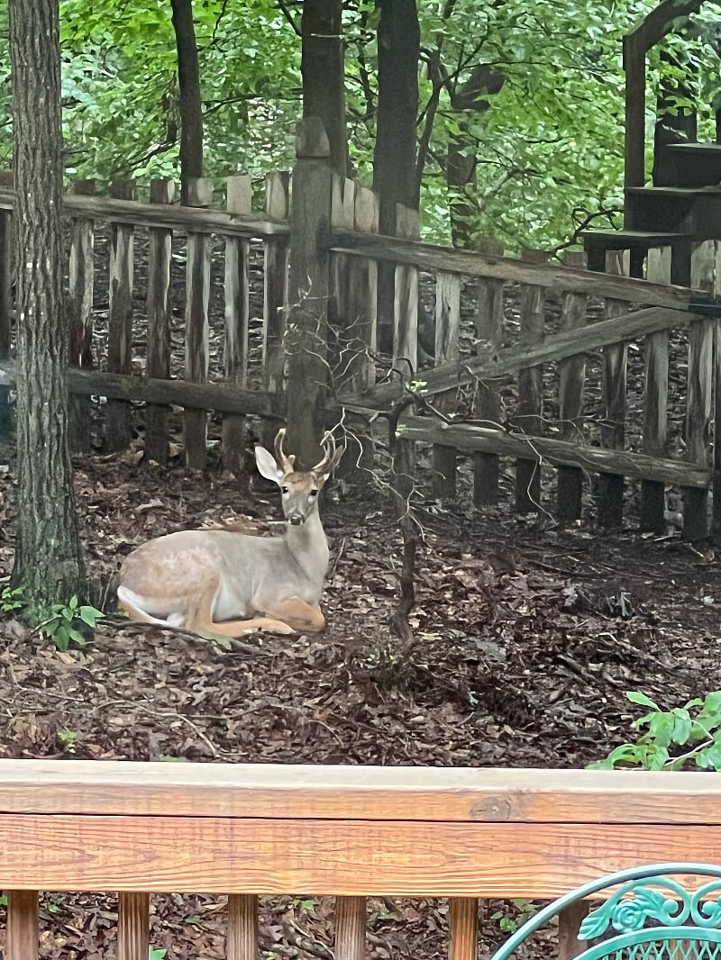 Wildlife resting in the backyard
