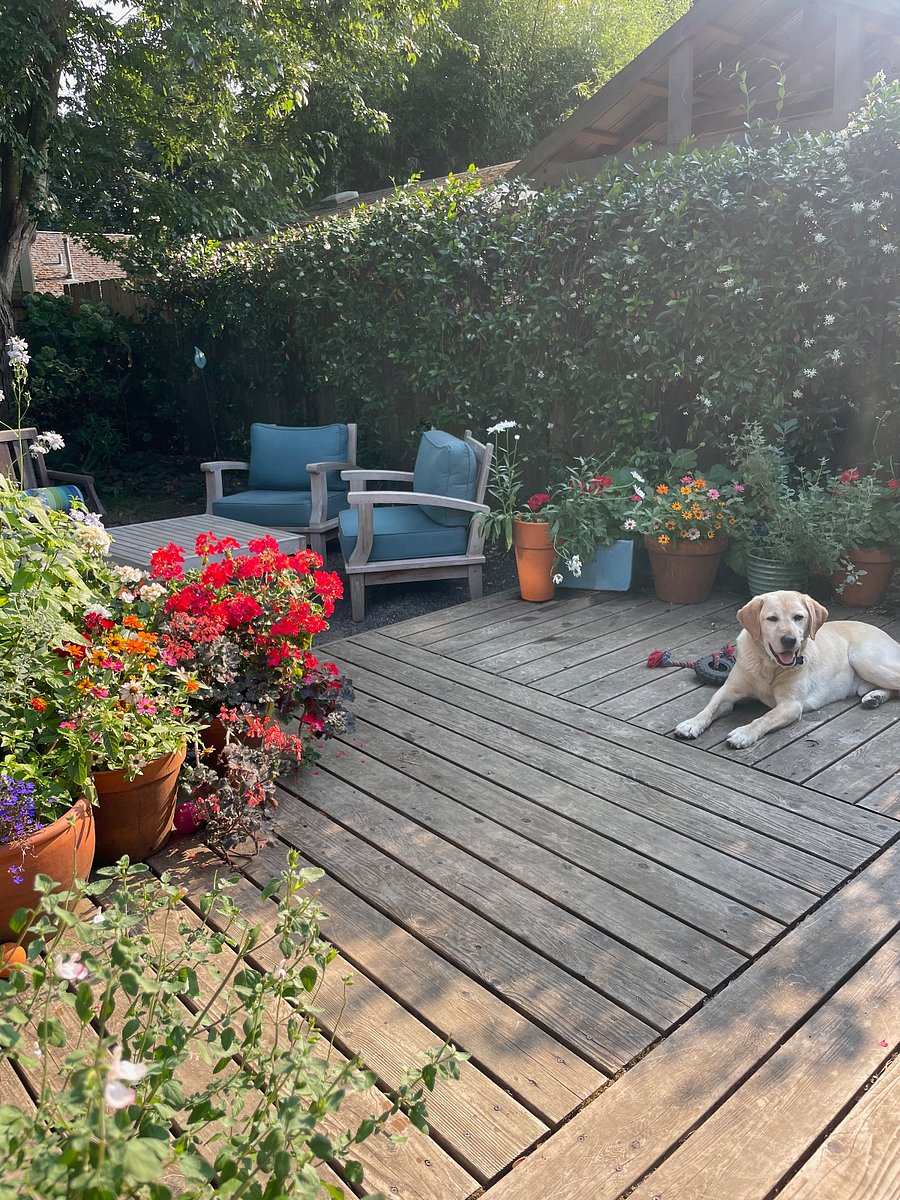 Fenced backyard with patio. To be thoughtfully shared with downstairs resident. (That dog was a visitor)