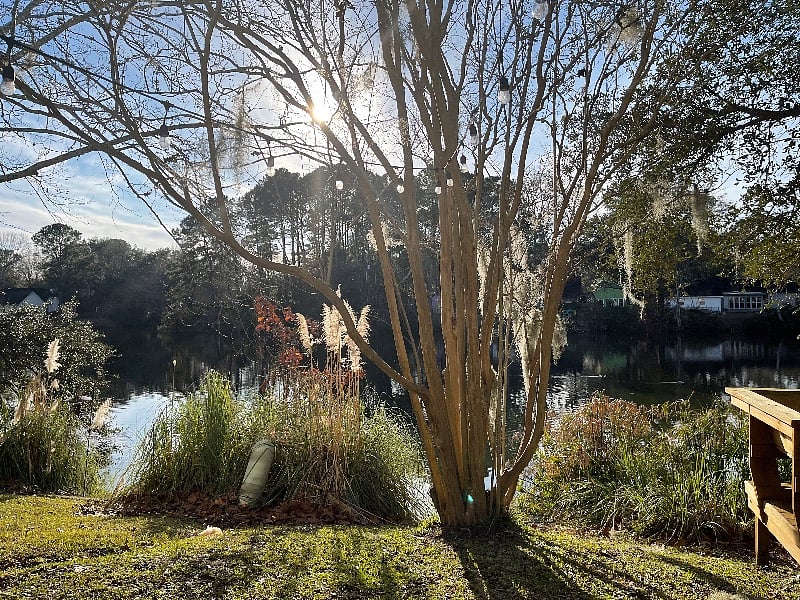 Backyard views