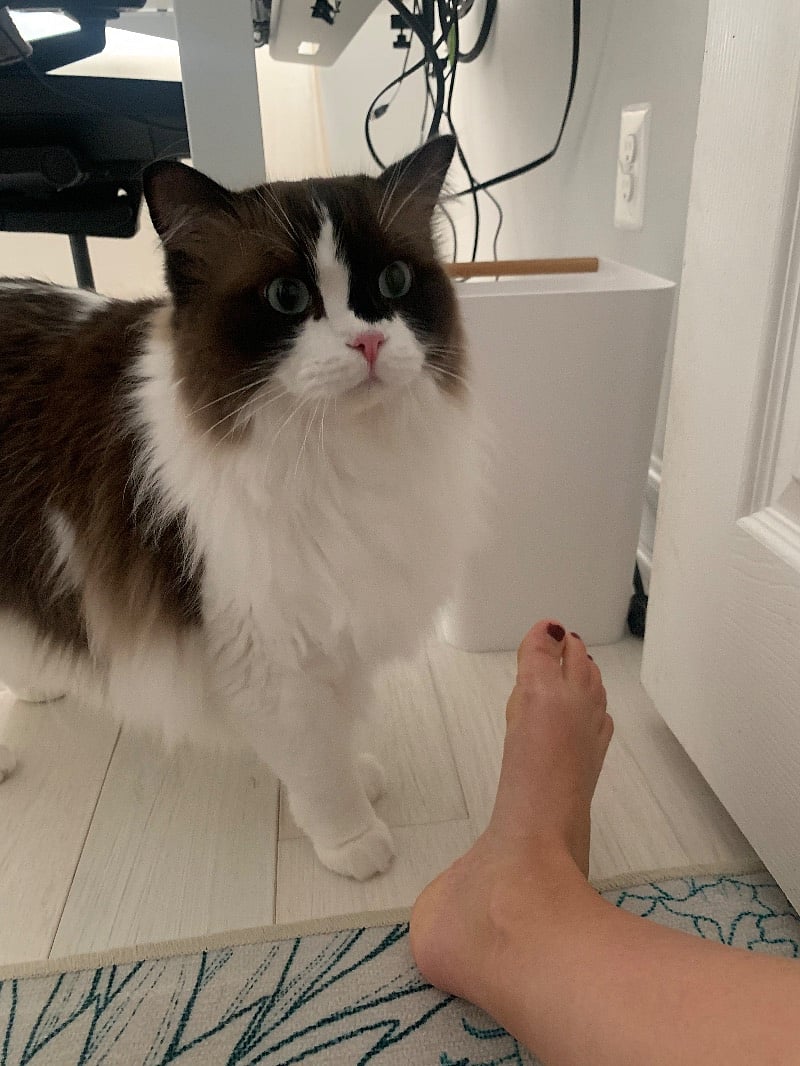 The resident cat, Berlioz!