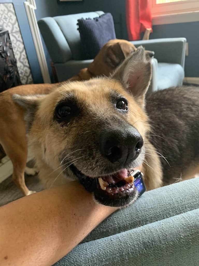 The resident dog, Savi!