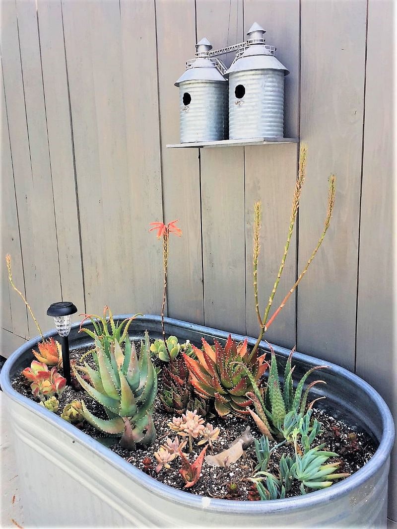 A little succulent garden.