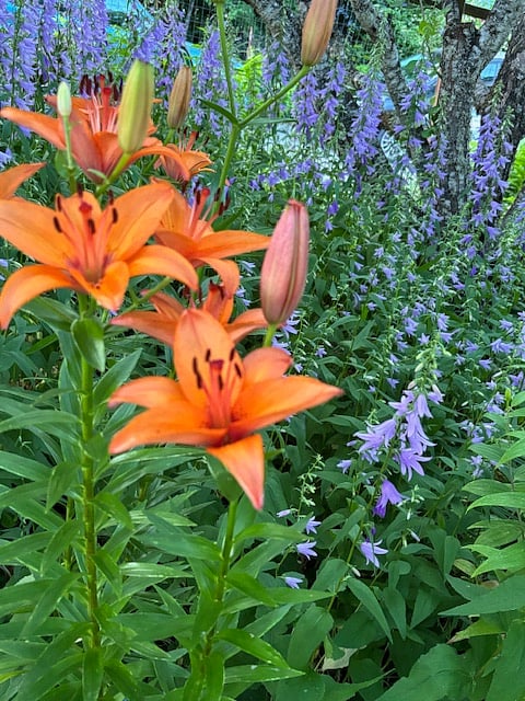 Lilly and Ladies' Bells