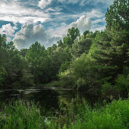 View of pond along walking trail