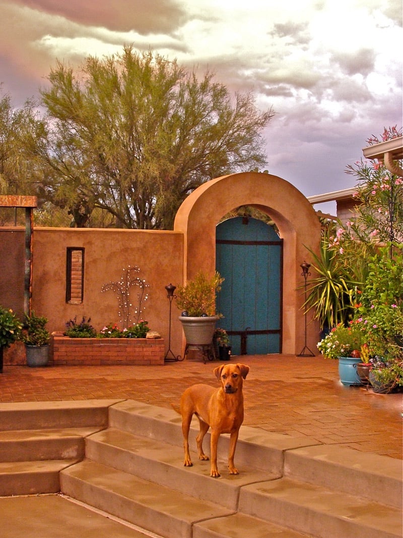 Back patio, dog not included