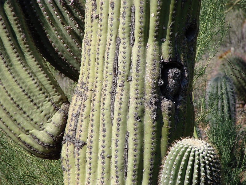 Western Screech Owla 