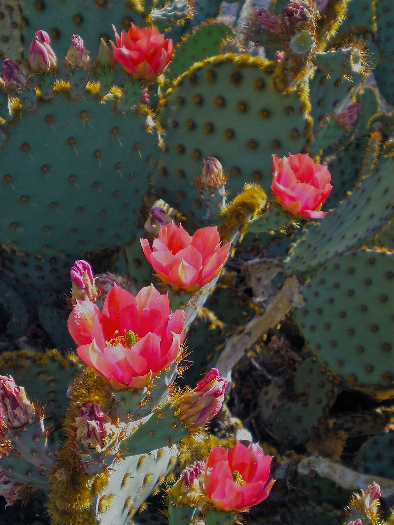 Santa Rita prickly pear cactus