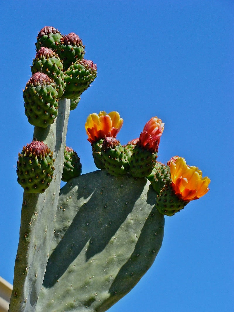 Prickley pear cactus bloom