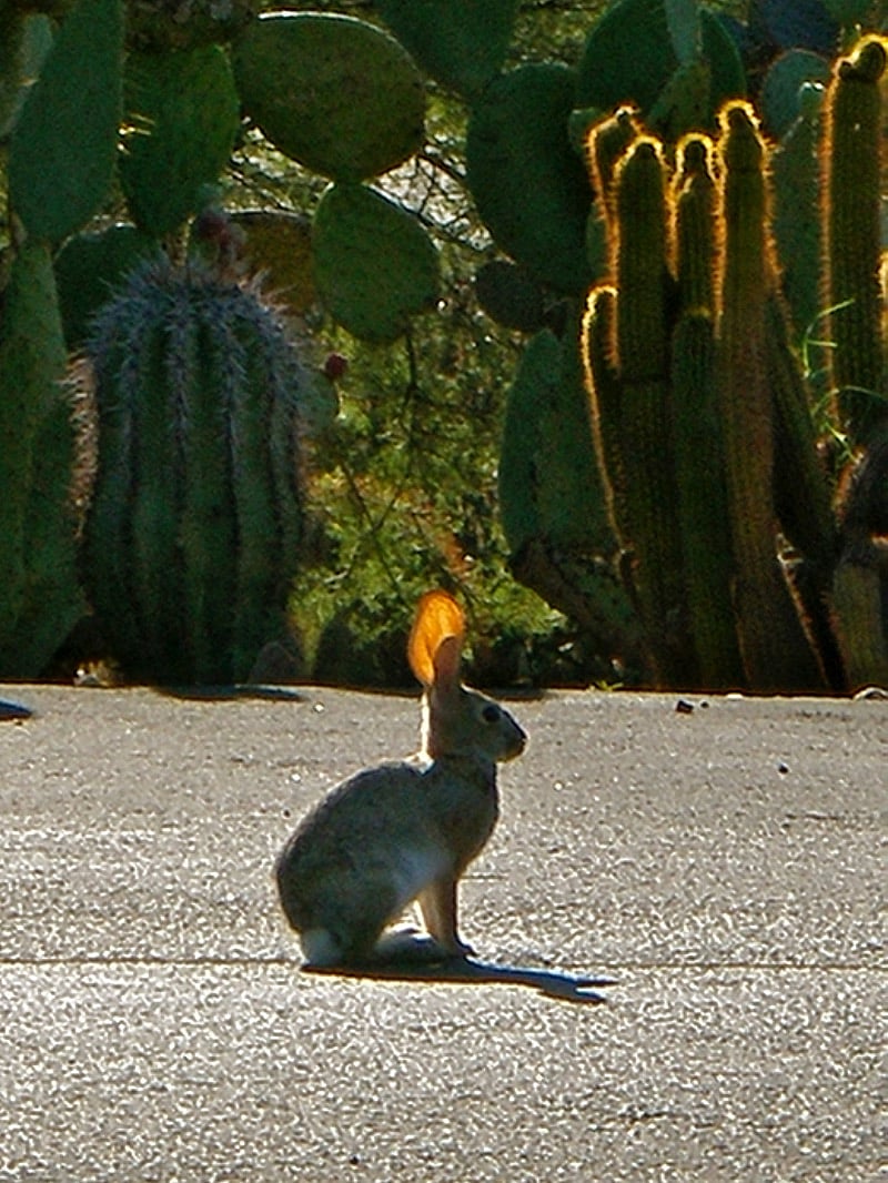 Translucent ears!