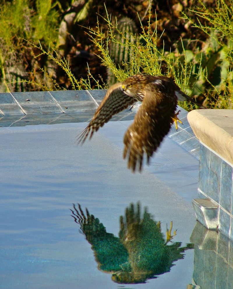 Cooper's hawk enjoying the pool
