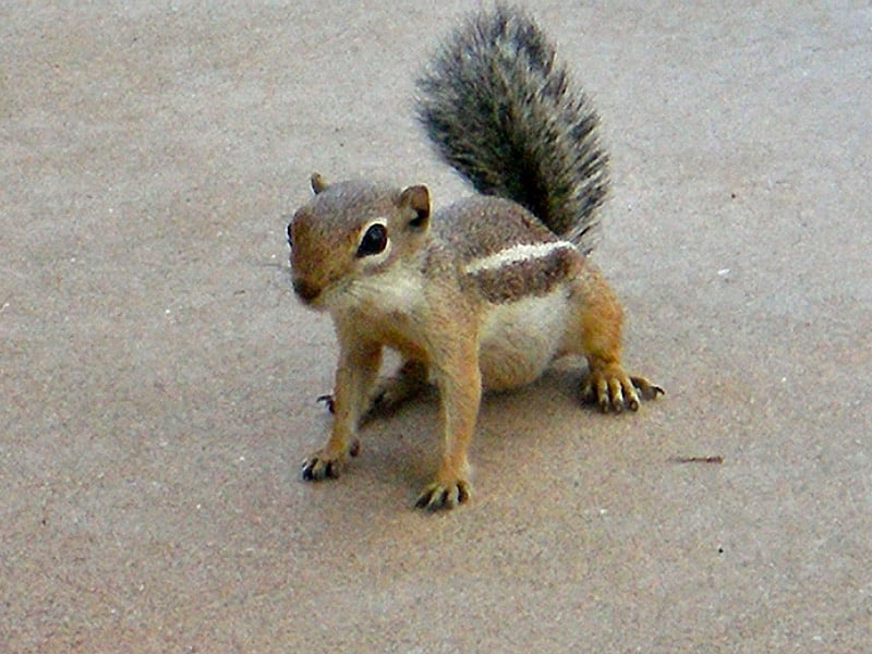 A very pregnant Harris' Antelope Squirrel