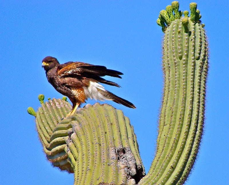 Harris Hawk taking a rest on a saguaro