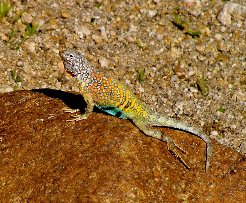 Greater earless lizard