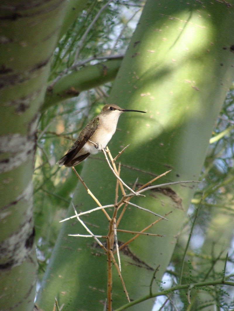 Female Costa's Hummingbird
