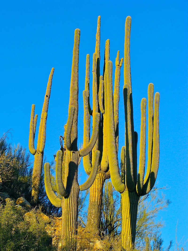 Giant saguaros in Catalina State Park