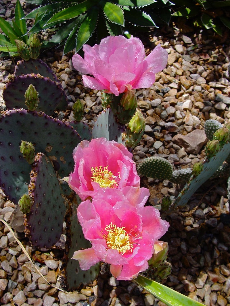 Santa Rita prickly pear cactus bloom