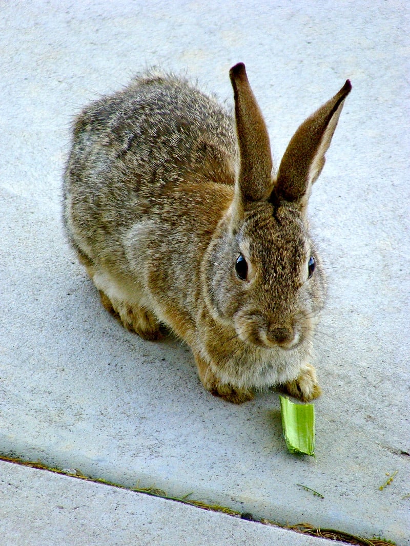 Bun Bun