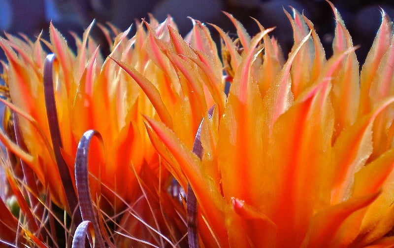 Barrel Cactus Blooms