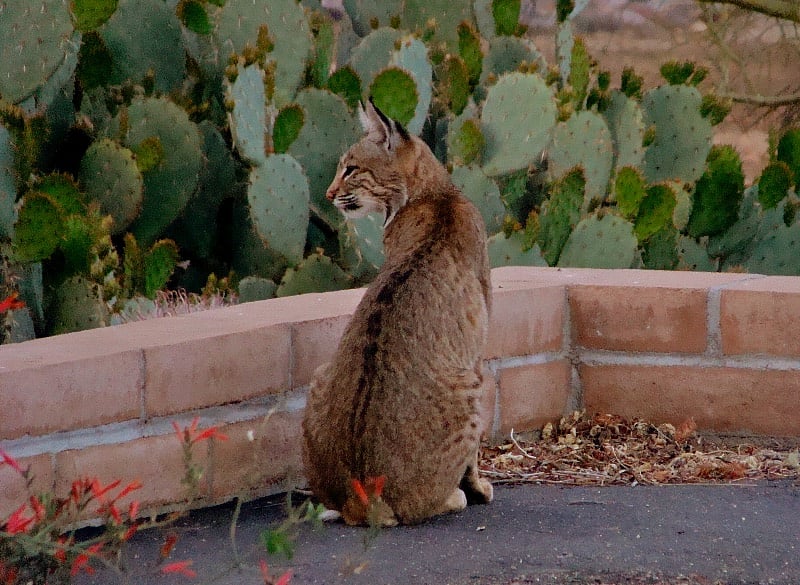 Female Bobcat