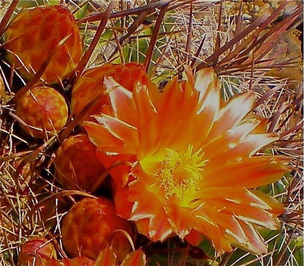 Barrel cactus blooms