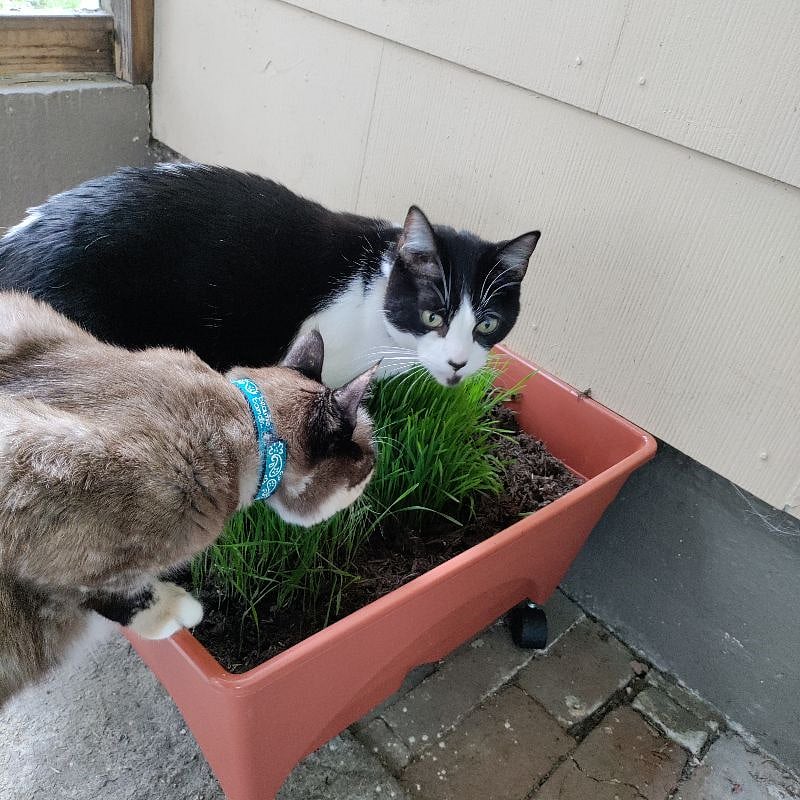 Cats on premise
