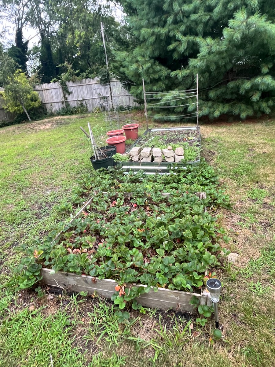 Back yard.