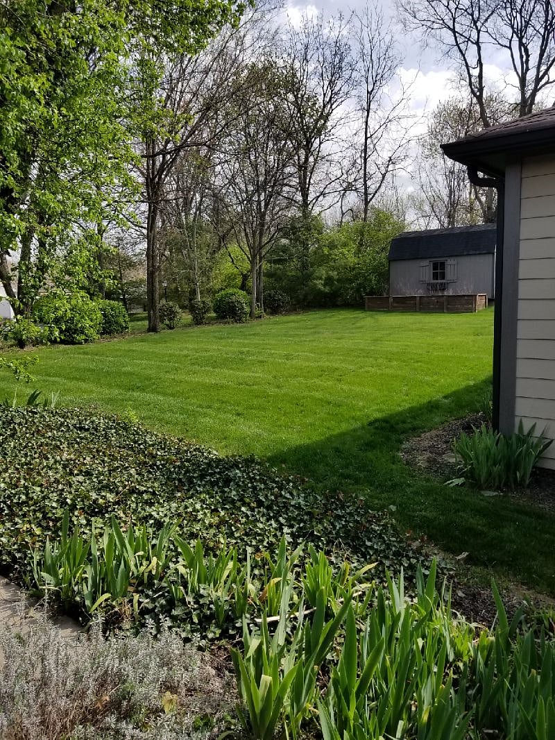 Back yard