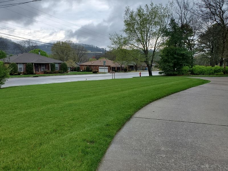Front yard toward the street