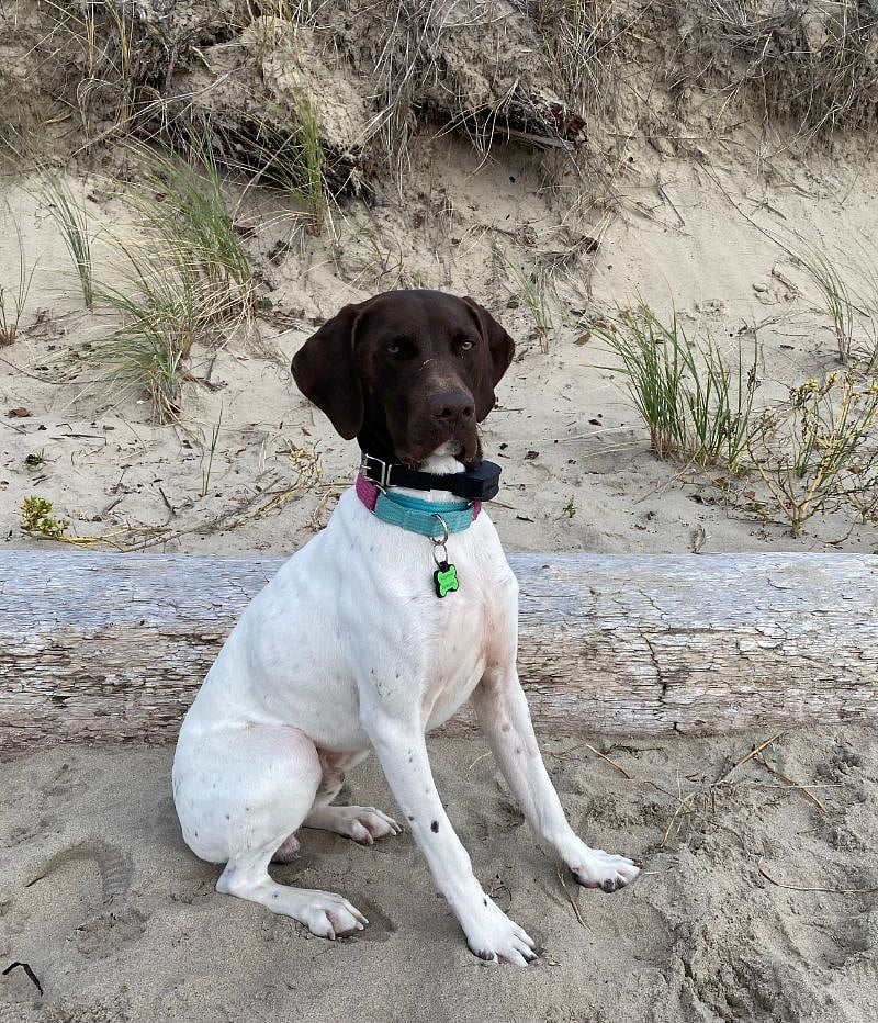 Skippy well trained GSP/Springer mix will be 3 years old in 11/24.