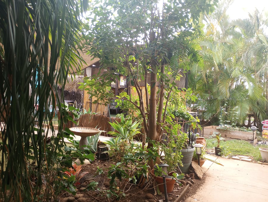 View looking out your Front Door....Palms, flowers, turtle doves, Quiet & peaceful-enjoy sitting in front yard area