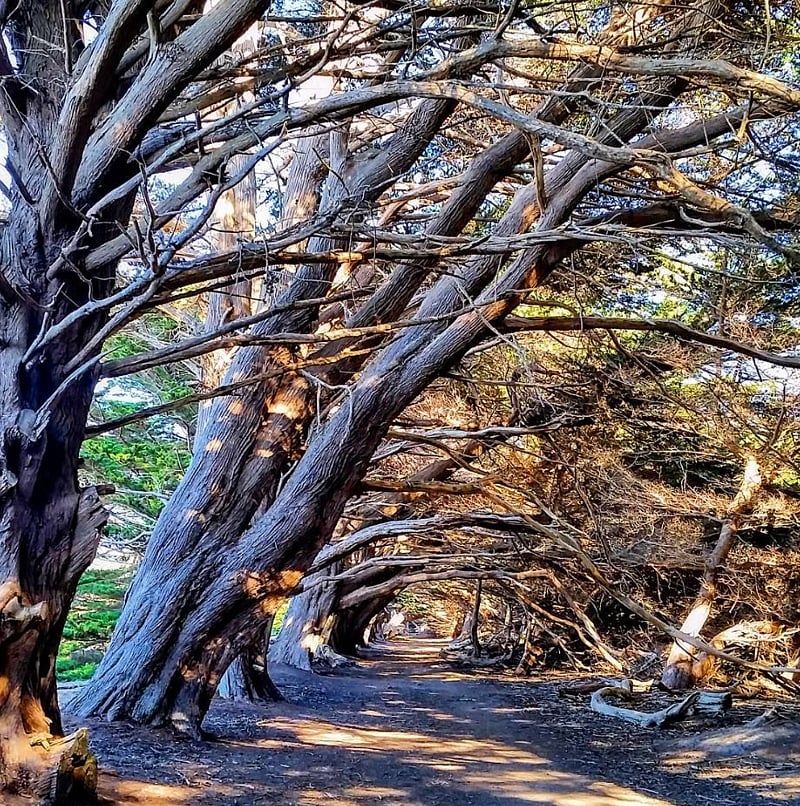 Wonderful hidden tree tunnel