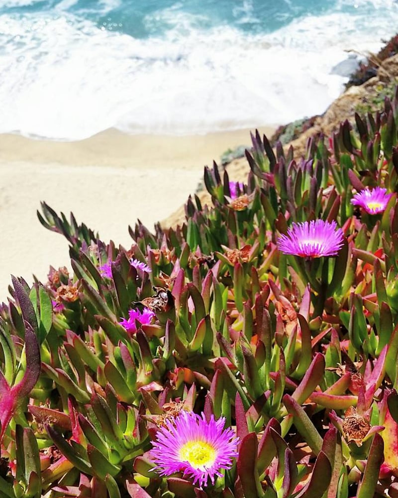 While invasive the ice plants hold the bluff together with beautiful color