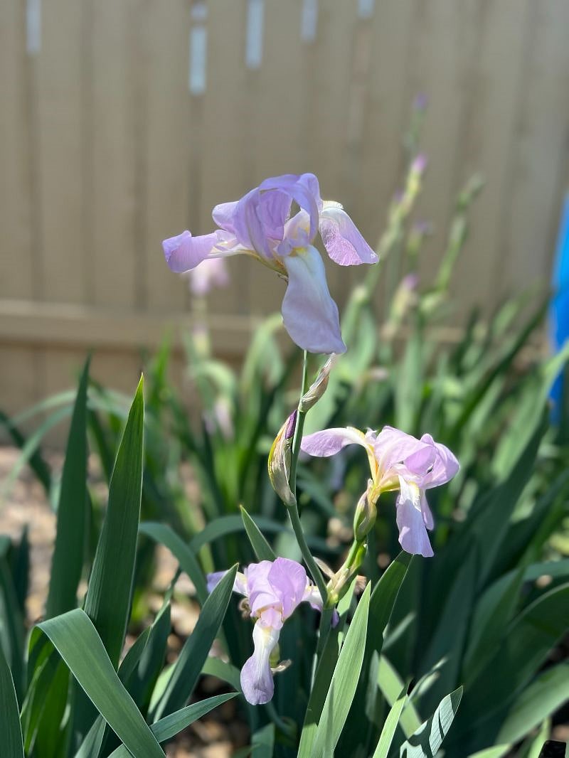 Irises in bloom in spring in the garden.