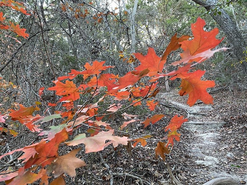 Fall color!