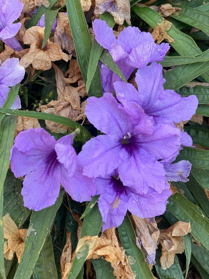 Mexican petunias in bloom in the backyard.