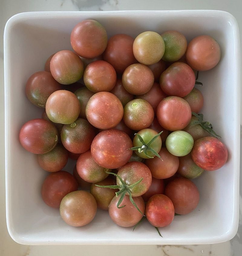 A bumper crop of heirloom tomatoes from the garden in 2021 